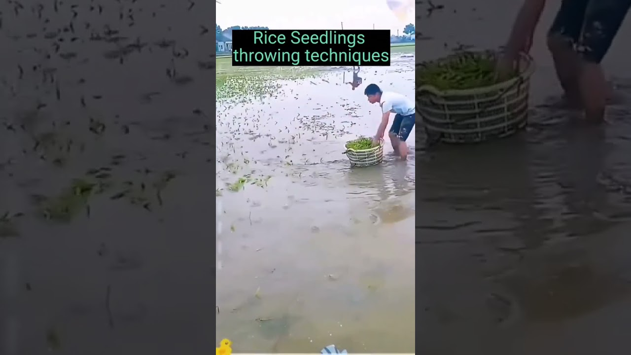Mastering Rice Farming: Revolutionary Seed Throwing Techniques [2023]