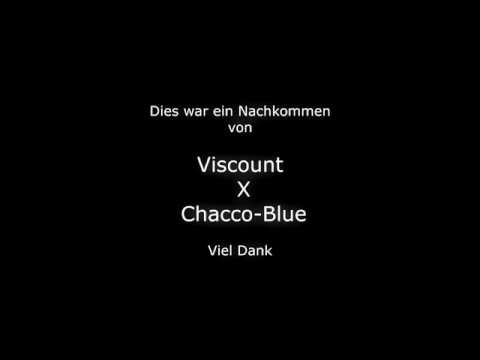 Stute von Viscount x Chacco-Blue