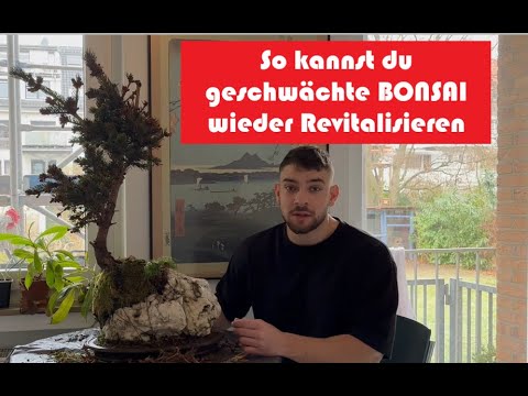 BONSAI auf Stein, Teil 2: Pflege und Revitalisierung eines Geschwächten Bonsai