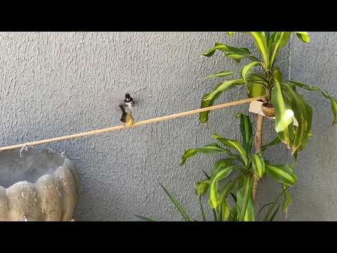 Coleiro CALIFÓRNIA Galando a fêmea no viveiro