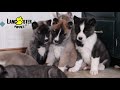 Akita Mix Puppies