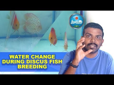 Water Change During Discus Fish Breeding || Discus Fry Care
