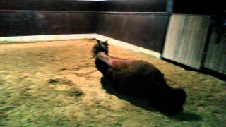 Video di Webster
