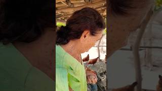 Galinheiro cheio, galinhas cantadeiras e Vó Dalva feliz! 🐔🥚❤️#shorts #shortvideo #song #short #sad