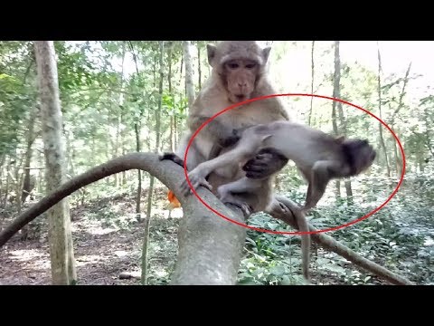 Baby Monkey Was Pulled Very Hard By Young Kidnapper ST987 Mono Monkey