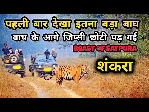 Beast Tiger of Satpura | Jungle Safari Core Zone | Satpura National Park | Churna Zone #wildlife
