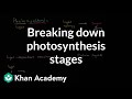 Breaking down photosynthesis stages | High school biology | Khan Academy