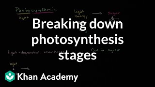 Breaking down photosynthesis stages