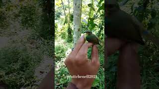 Download lagu Kolibri Wulung(kolmun)#hobi#mikat#burung#semua#jenis#yutubeshorts#yummy#vidioshort mp3