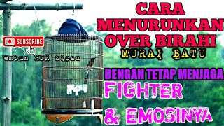Download lagu HOW TO OVERCOME OVER-EXCITED MURAI BATU BY KEEPING ITS FIGHTER mp3