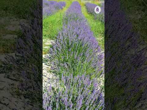Lavanta üretimi için çalışmalarımıza devam ediyoruz. 28.06.2024