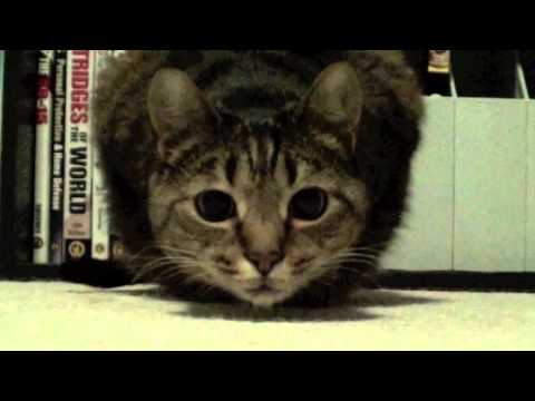 Tactical Attack Cat!!!