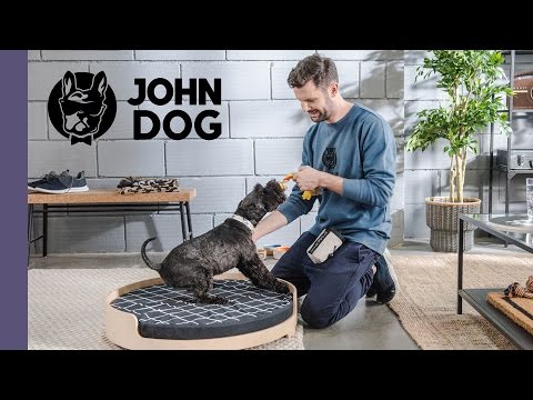 Jak nauczyć psa komendy DAJ GŁOS - TRENING - John Dog