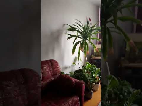 Стенка Ривьера (венге)