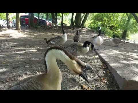 In search of a Swoose with Swansea Ramblers