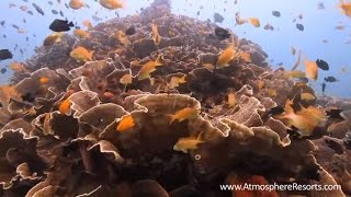 preview picture of video 'Atmosphere Dive Site: Sahara Reef, Dauin'