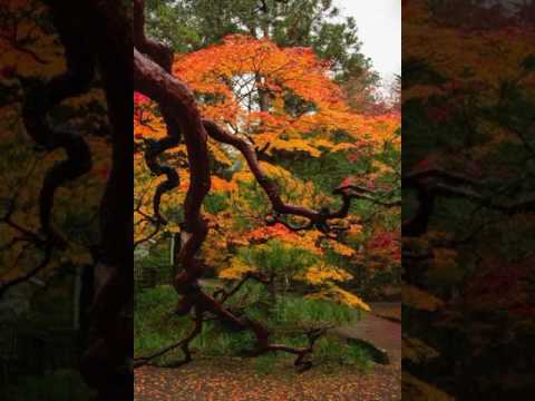 Tōru Takemitsu [武満 徹]: In an autumn garden, for gagaku orchestra (Takemitsu, Tokyo Gakuso)