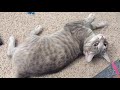 A Foster Grey Tabby Cat Wanting A Lot Of Pets