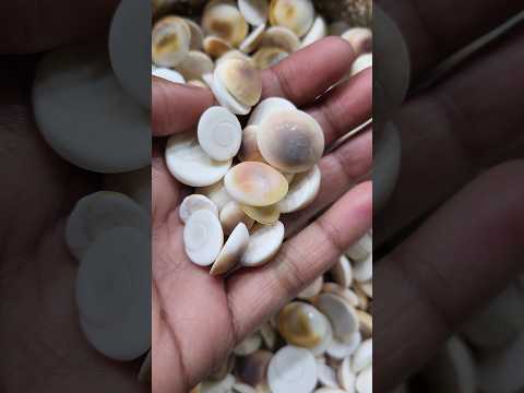 gomti chakra#shortvideo#gomti#chakra#गोमती चक्र#shortvideo#गोमती#चक्र