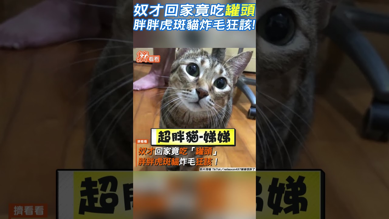 影音/奴才回家竟吃「罐頭」 胖胖虎斑貓炸毛狂該!