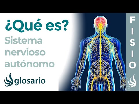 SISTEMA NERVIOSO AUTÓNOMO | Qué es, cómo funciona, partes, qué controla y lesiones