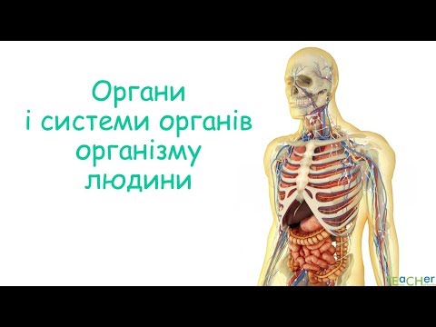 Органи і системи органів організму людини