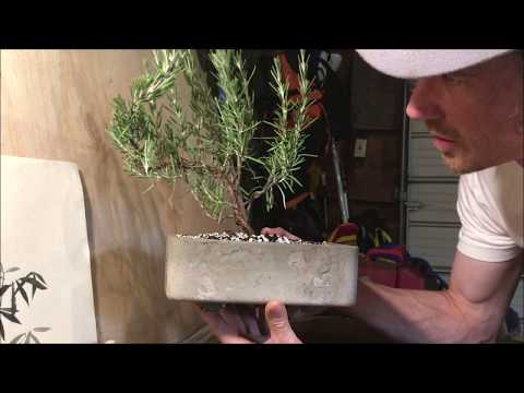 Rosemary Bonsai - Bonsai Canada