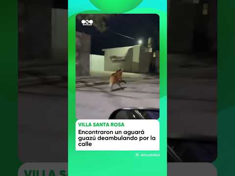 🐾 Un aguará guazú sorprendió durante la madrugada en las calles de Villa Santa Rosa, Córdoba.