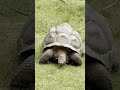 Diego: The Giant Tortoise Who Saved His Species 🐢❤️