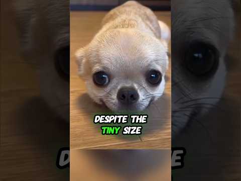 Chihuahua: ¡El perro pequeño con una gran personalidad! 🐕#chihuahua #amantesdeperros