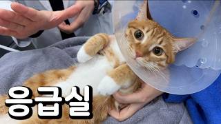 내가 진짜 황칠복 때문에 못살아