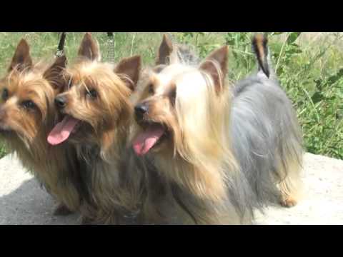download lagu mp3 mp4 Silky Terrier Kaufen, download lagu Silky Terrier Kaufen gratis, unduh video klip Silky Terrier Kaufen