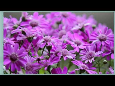 Tu Siab Nrho Mus Tu Luag Tub Rau Luag by Zuag Lauj