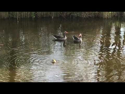 Waar zit het "rechtdoor" knopje?