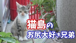 猫島のお尻大好き兄弟との付き合いかたを考える三毛猫　猫島ダーウィンが来たCat island