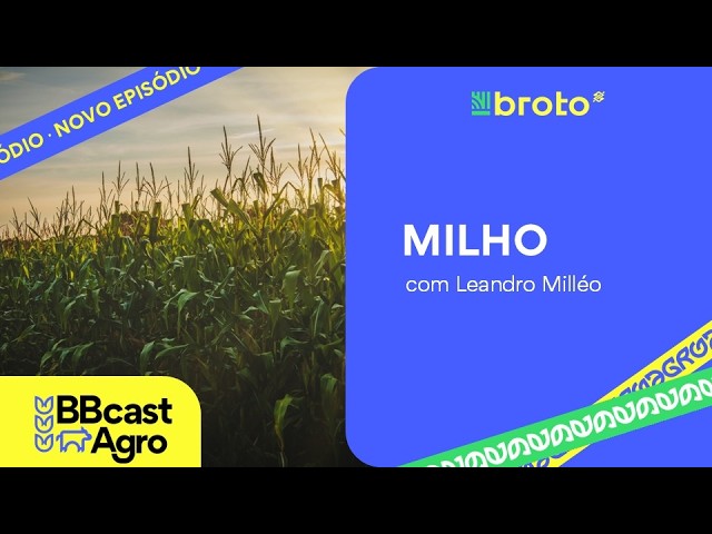 Milho: Pro Farmer reduz estimativa de produtividade nos EUA e preços avançam | BBCast Agro