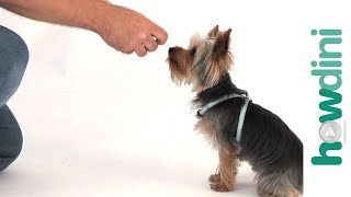 Dog Training Tips: How To Train A Puppy To Sit