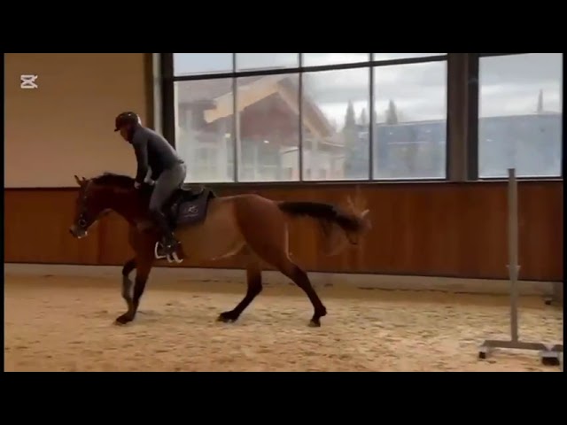 Hongre KWPN Cheval de Sport N&eacute;erlandais A vendre 2022 Bai