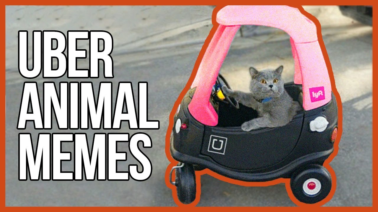 HILARIOUS UBER ANIMAL MEMES