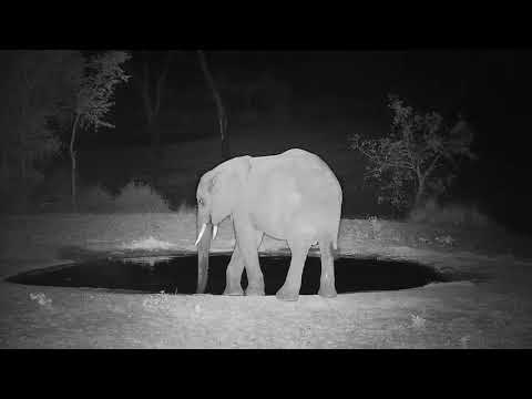 Djuma: Lone Elephant at the pan - 20:02 - 11/06/21