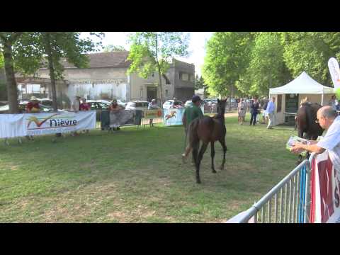 Lot 102 - N (La Fee d'Arthel 2015) - M15 Cokoriko / La Fee d'Arthel