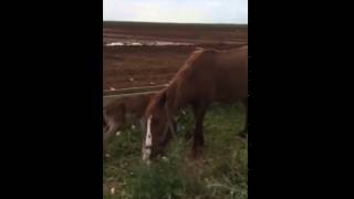 Mother refused horse milk  the foal died