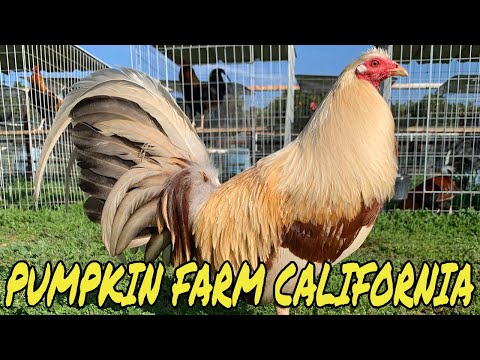 Frank Brizuela Pumpkin Farm California | Nice Birds