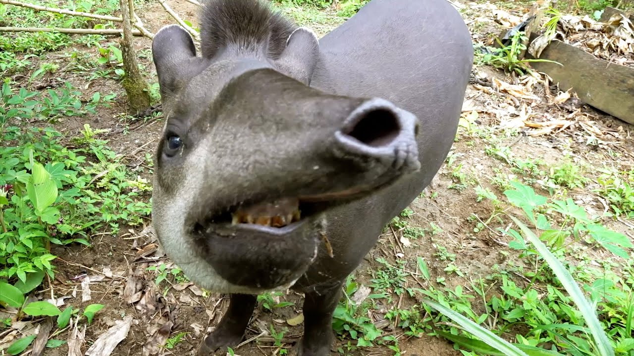 Crew Encounter Some Curious Creatures | Planet Earth III Behind The Scenes
