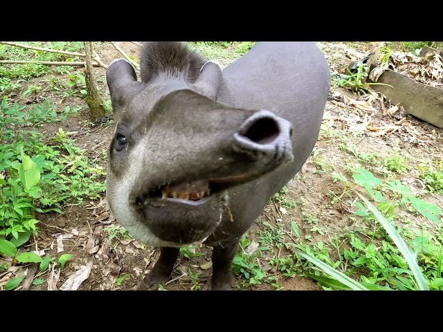 Crew Encounter Some Curious Creatures | Planet Earth III Behind The Scenes