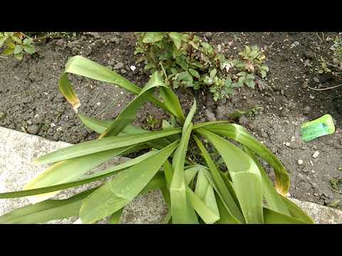 IM GARTEN | Dokumentation - Tag 39 | 23. 04. 2019