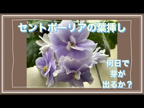 園芸 セントポーリアの葉から挿し木をする方法は?