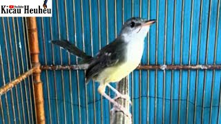 Download lagu CIBLEK SEMI PAUD rekomensasi BUAT MASTERAN BURUNG KESAYANGAN ANDA mp3