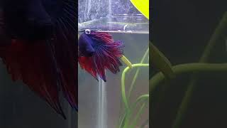 Pez Betta Super Delta media luna.