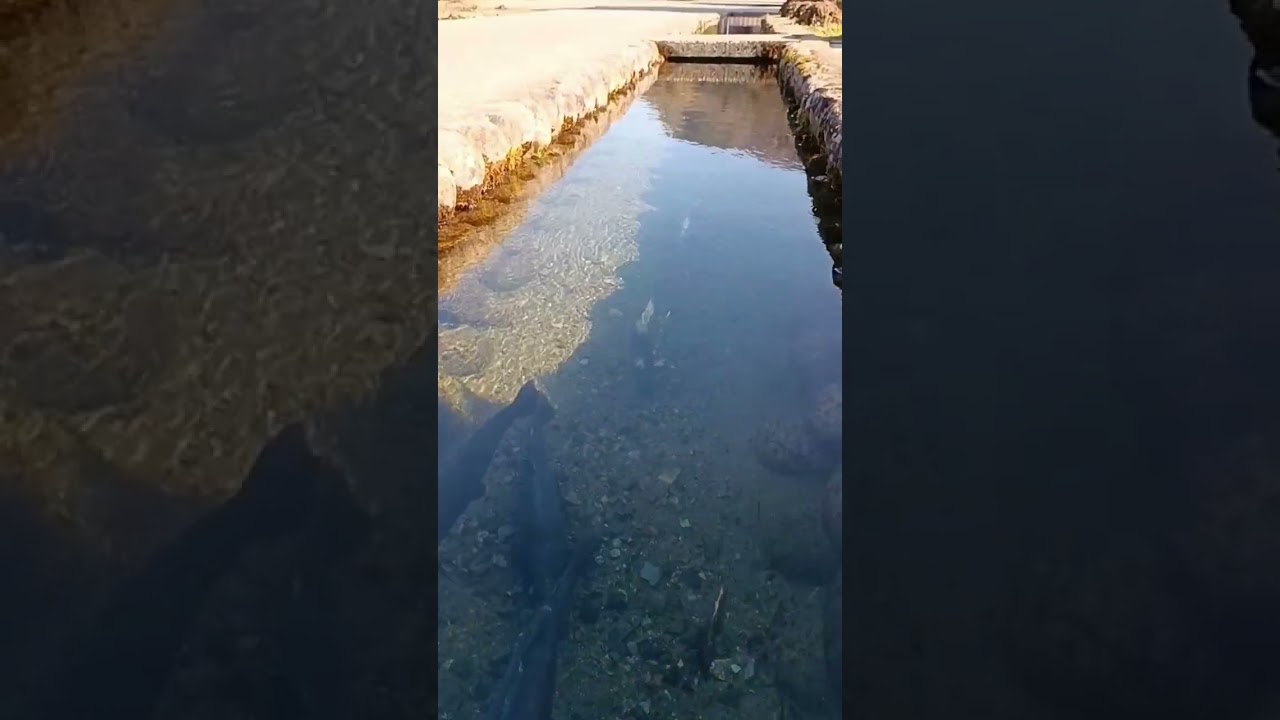 YouTube Short thumbnail